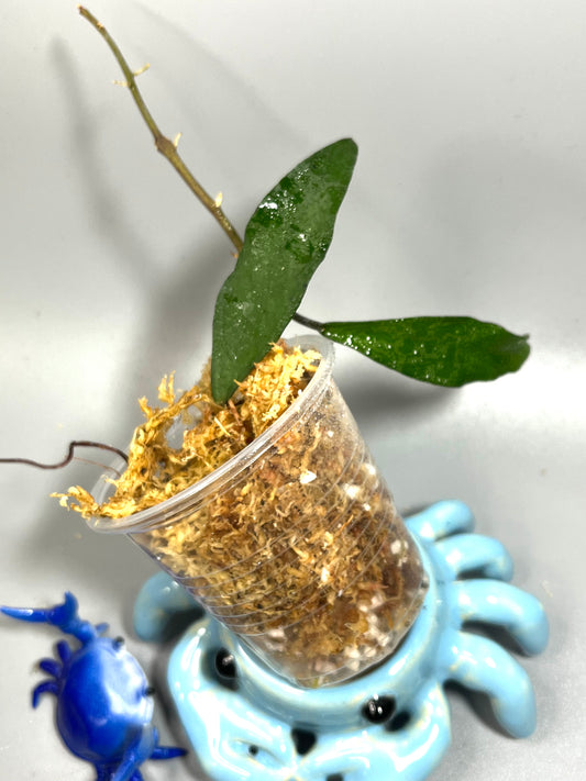 Hoya mirabilis wide short leaf - Unrooted