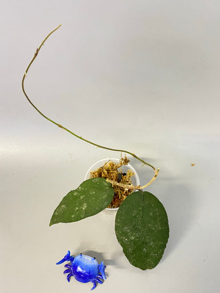 Hoya caudata big green leaf - unrooted