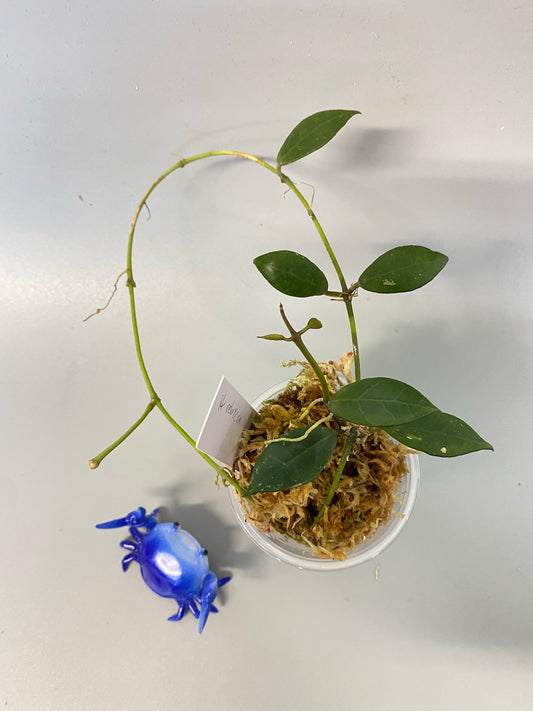 Hoya Rebecca - active growth