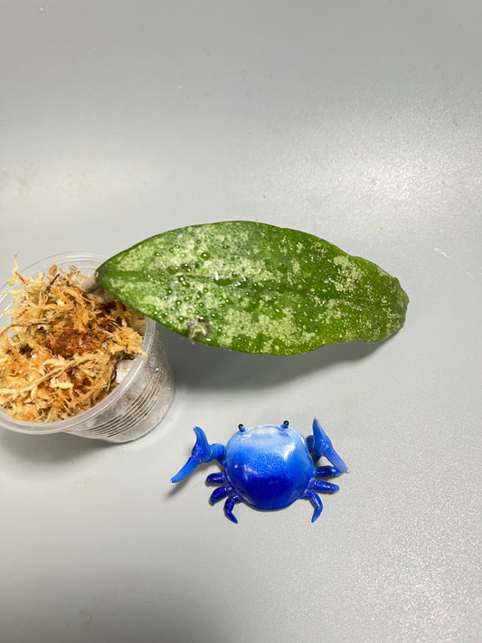 Hoya finlaysonii splash cv trang - Unrooted