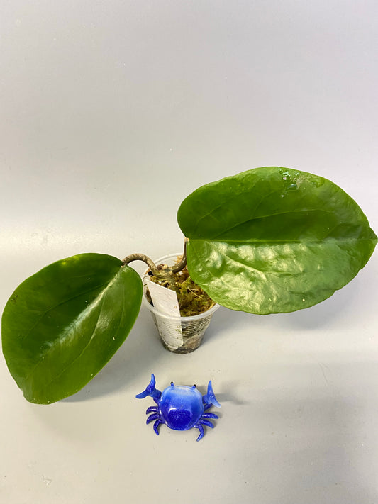 Hoya surigaoensis - starting to vine