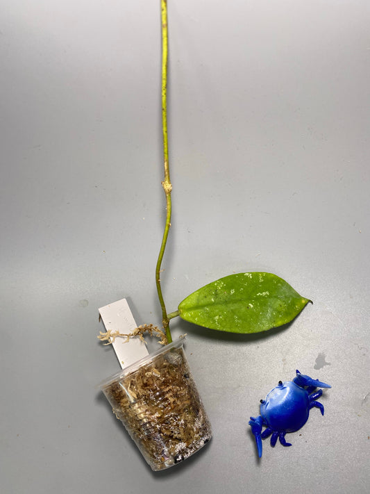 Hoya mitrata with splash - barely starting to root