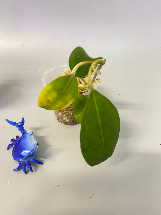Hoya elliptica round leaf - Unrooted