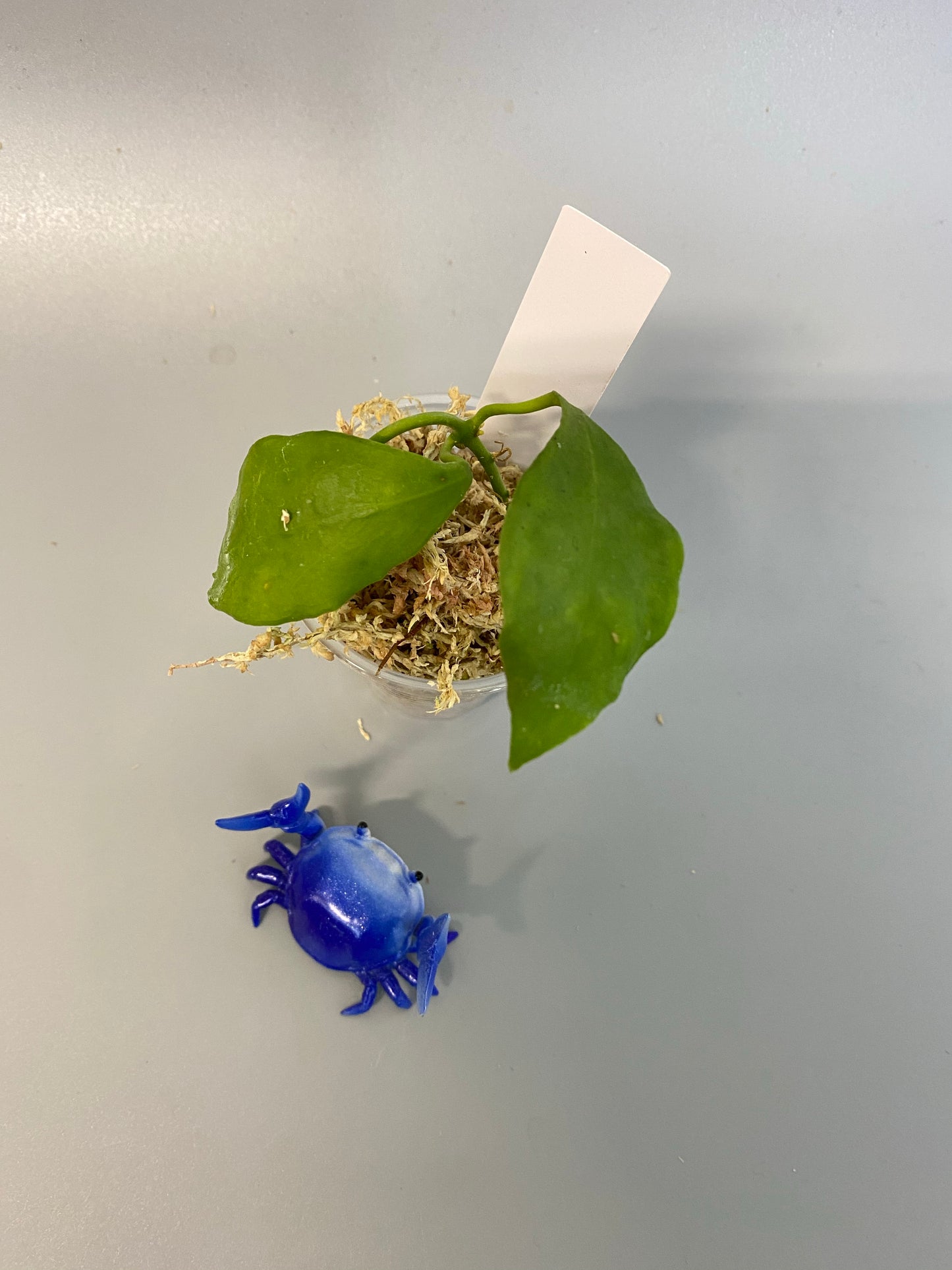 Hoya diptera fiji - just starting to root