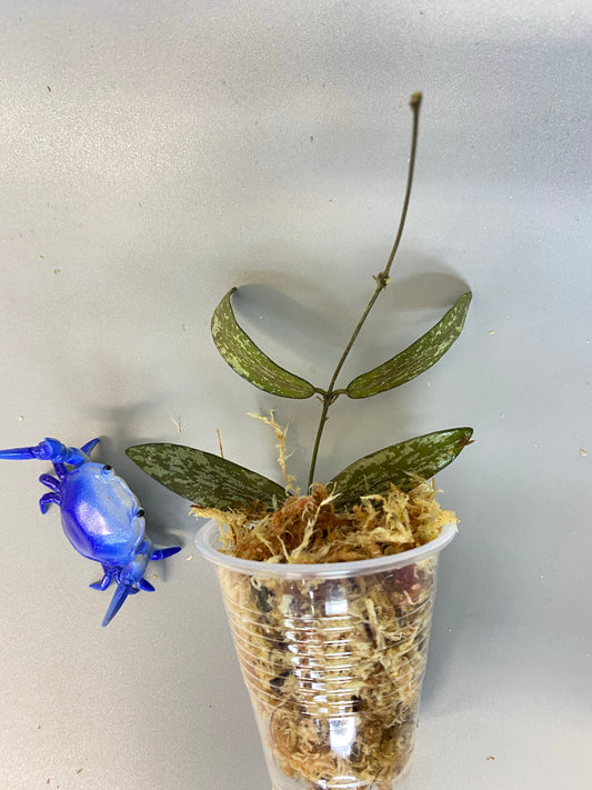 Hoya sigillatis - unrooted