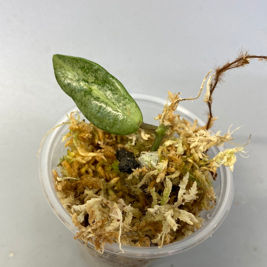 Hoya Silver lady (xiaojie 003) - Unrooted