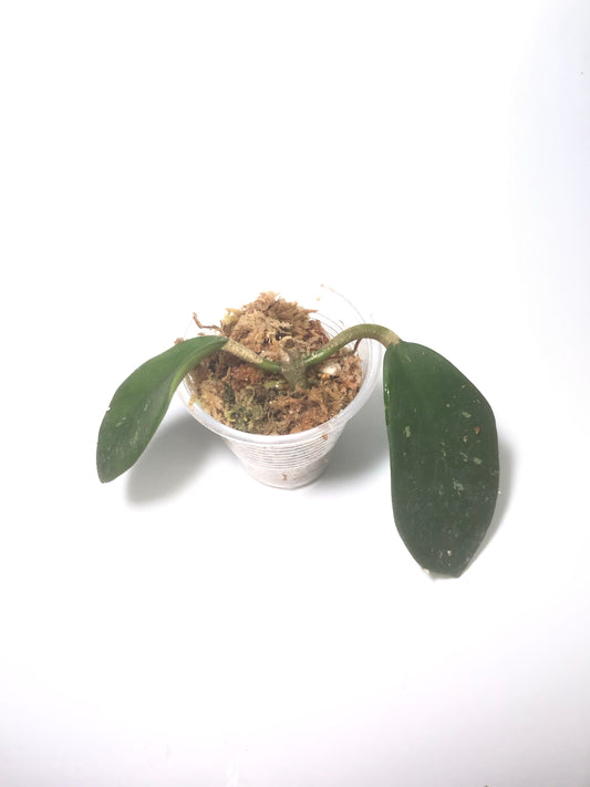 Hoya diversifolia crassipes