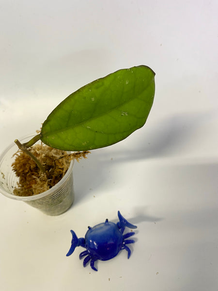 Hoya leoensis rare new hybrid of viola x fuscomarginata