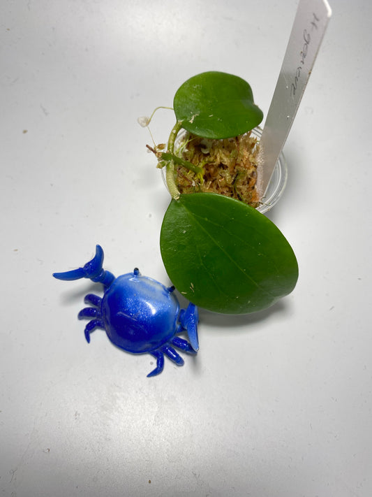 Hoya Genieve MB1141 - has roots