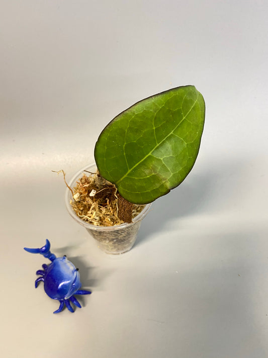 Reserved for Kimberlee - Hoya fusco marginata - has roots