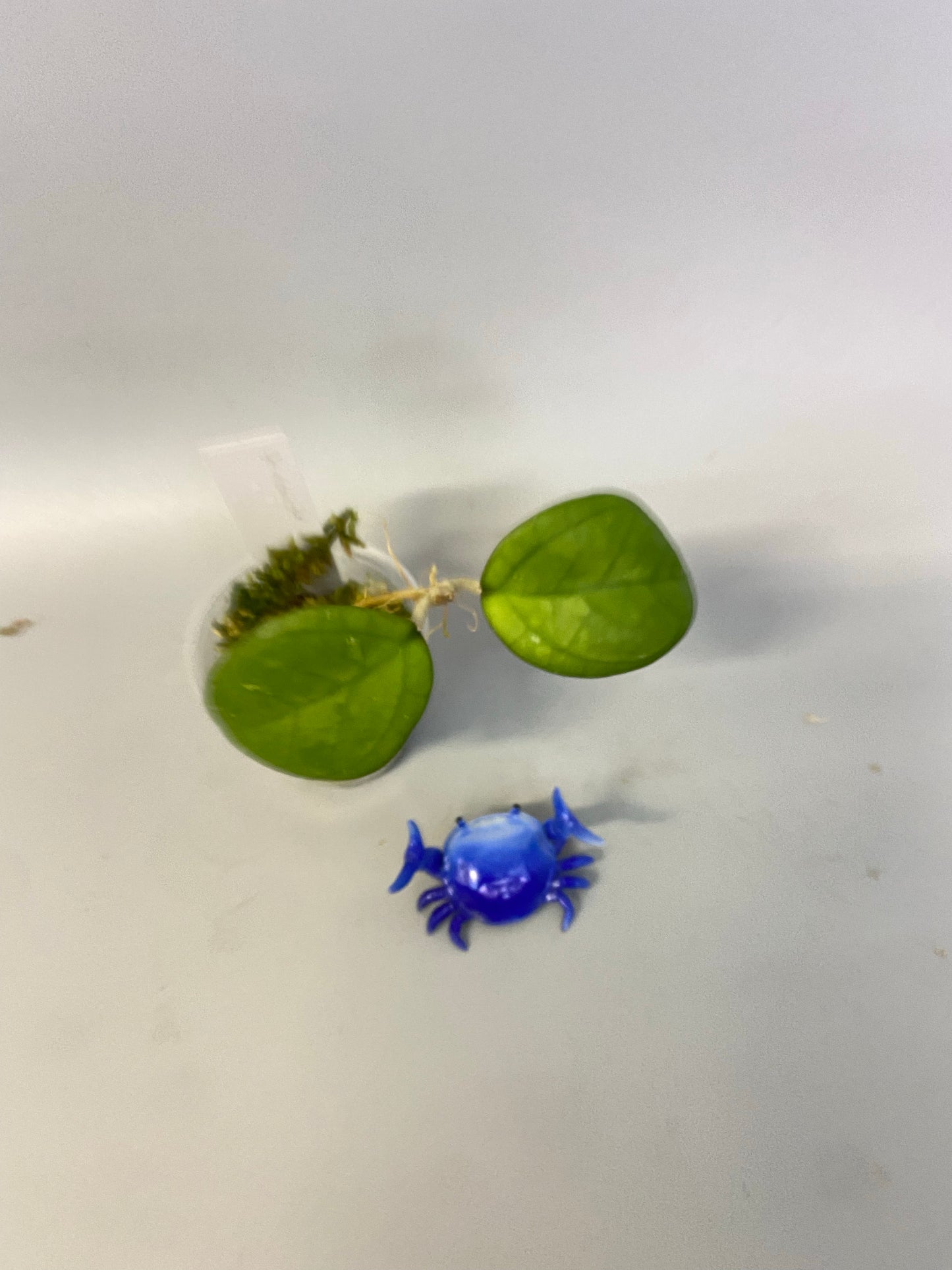 Hoya cv Ricardo - has some roots