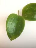 hoya macrophylla snow queen -cutting