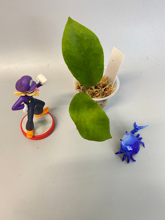 Hoya EPC orange flower - has some roots