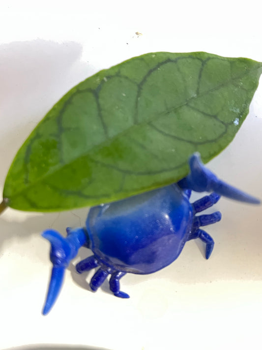 Hoya cv nui - 1 leaf / 1 node - Unrooted