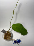 Hoya meredithii - unrooted