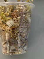 Hoya macrophylla pot of gold - new growth emerging