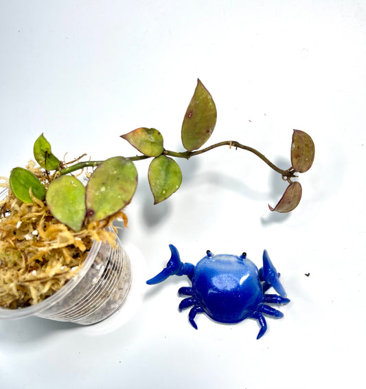 Hoya lacunosa Indonesia  - Unrooted