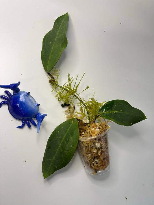 Hoya patricia - Darwinii x Elliptica - starting to root