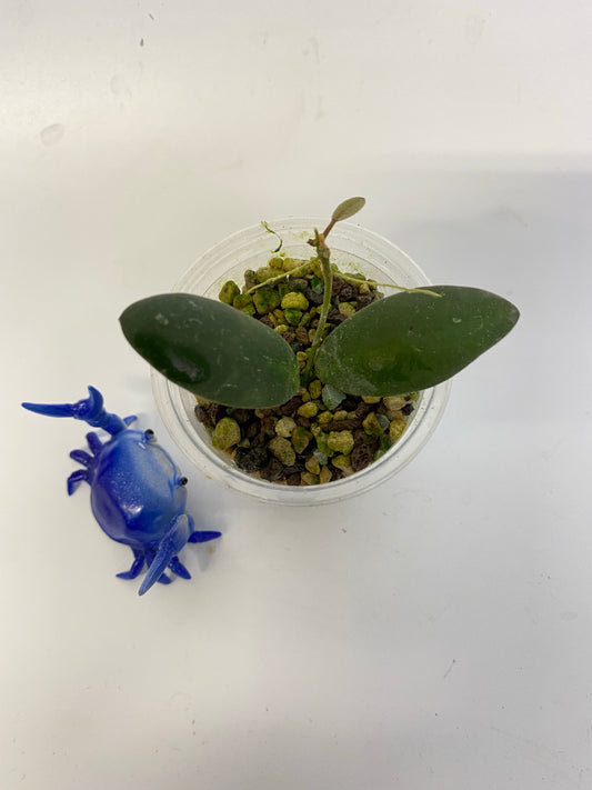 Hoya gps 7240 - active growth