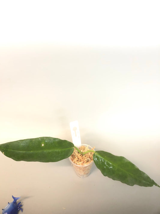 Hoya kaimuki cutting, (H macgillivrayi X H archboldiana) Big Flowers