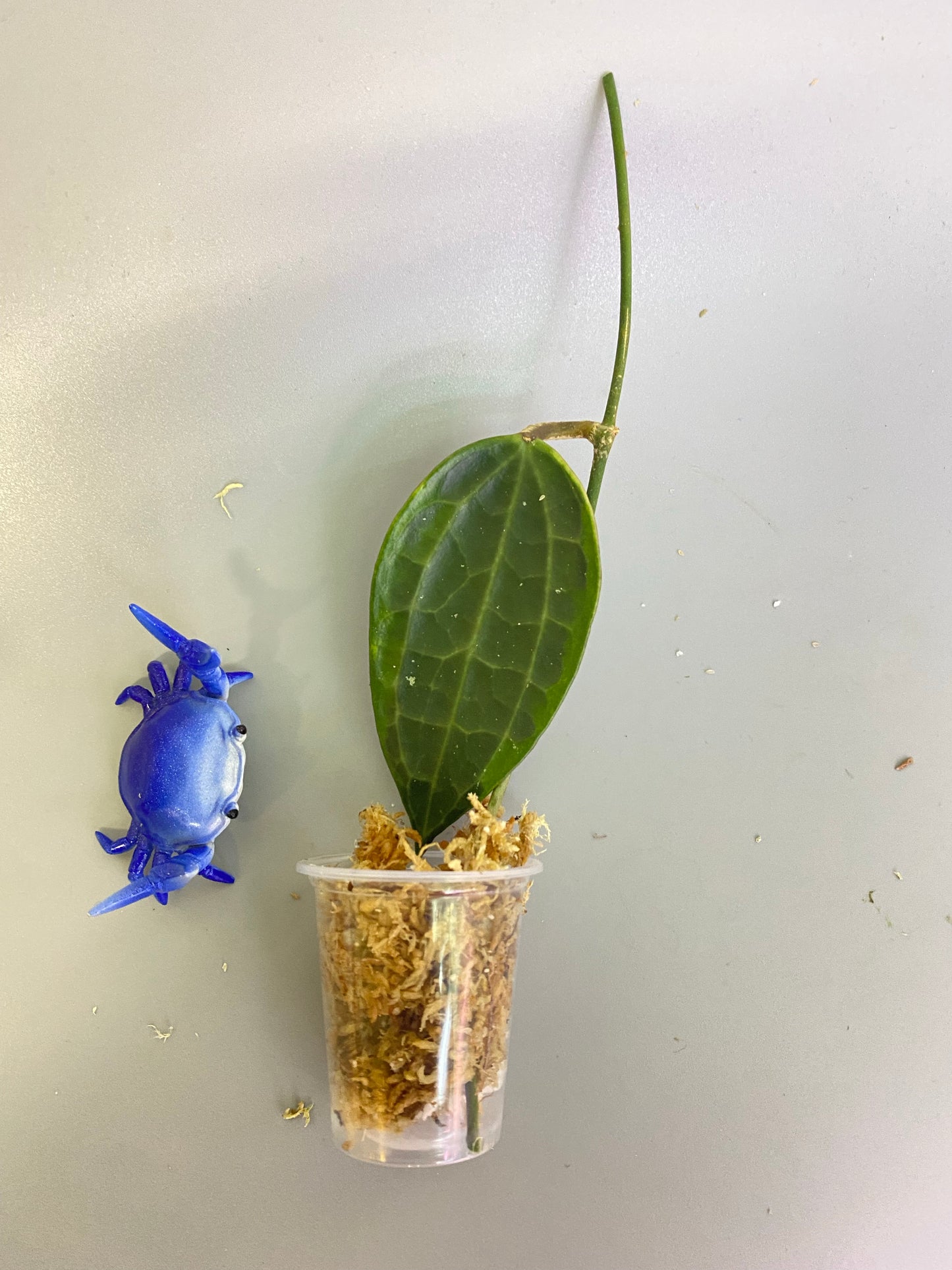 Hoya macrophylla variegata - unrooted - free add on