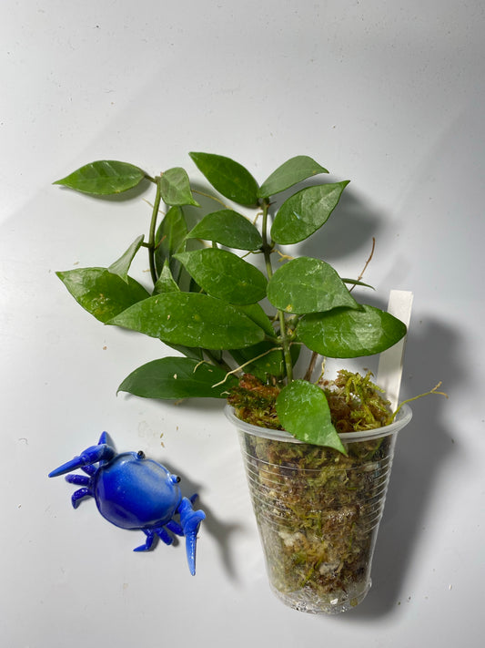 Hoya Rebecca - has some roots