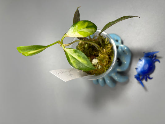 Hoya walliniana variegated - active growth