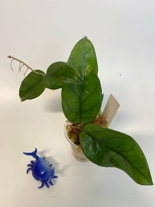 Hoya dasyantha - rooted