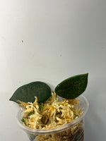 Hoya thomsonii - unrooted