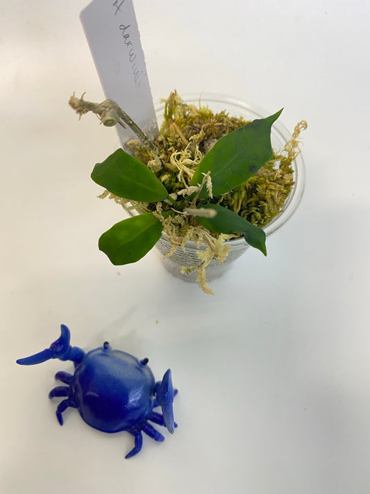 Hoya darwinii - has some roots