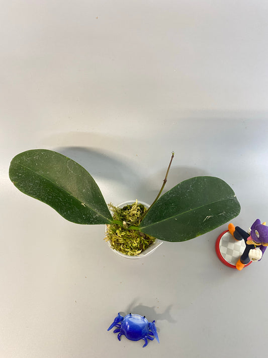 Hoya naumanii (australis x subcalva)