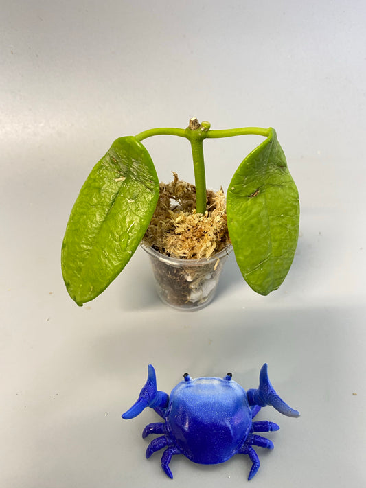 Hoya coronaria red - Unrooted - free add on