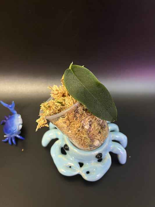 Hoya apoda  - Unrooted