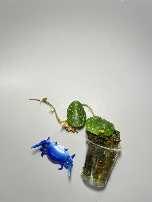 Hoya imbricata - active growth