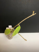 Hoya Verticillata - starting to root. Has peduncles