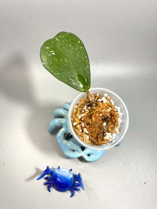 Hoya sp Chiang dao  - Unrooted