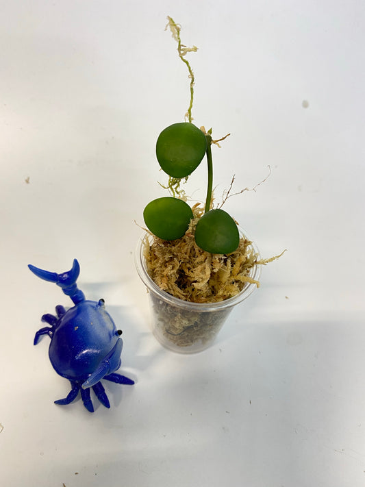 Hoya heuschkeliana yellow - starting to root