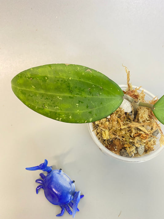 Hoya Hanhiae pink - unrooted