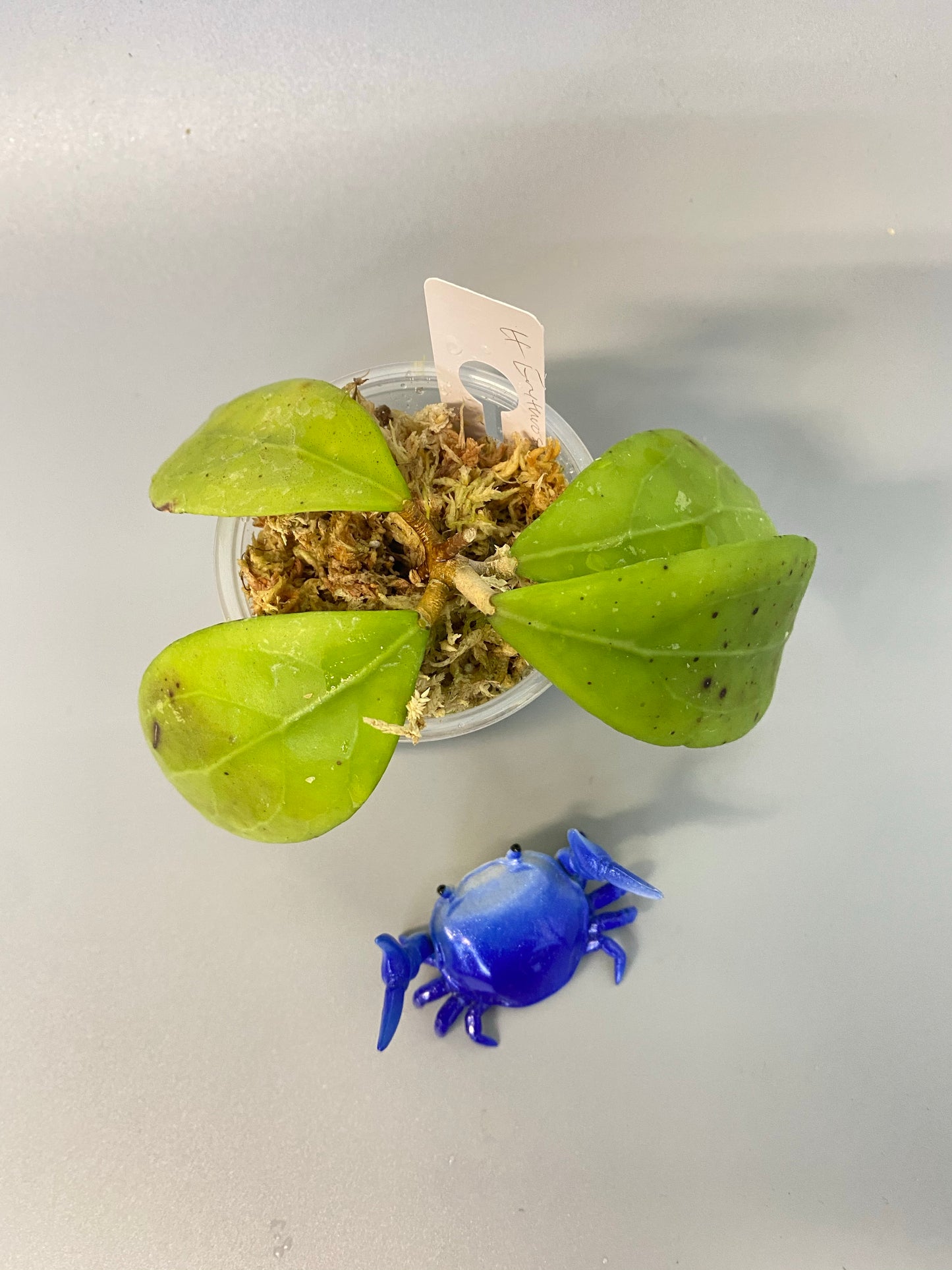 Hoya erythrostemma - rooted