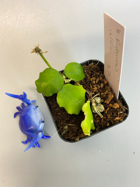 Hoya endauensis - active growth